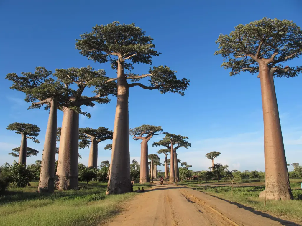 Viaggi in Madagascar | Mokoro Tours