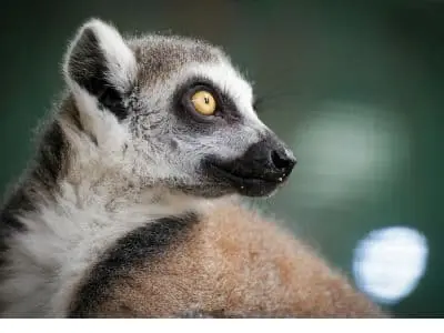 Viaggi in Madagascar | Mokoro Tours