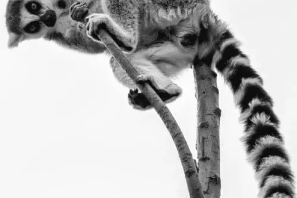 Viaggi in Madagascar | Mokoro Tours