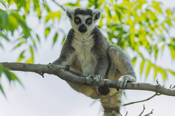 Viaggi-in-Madagascar-6