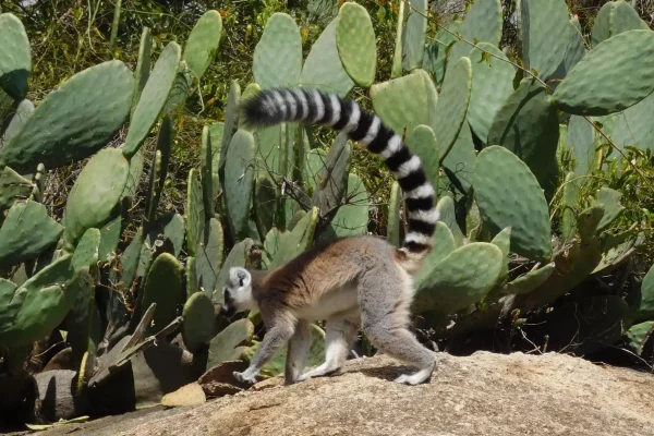 Viaggi in Madagsacar - Lemuri
